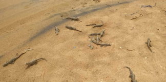 मगरमच्छ के 17 बच्चों को मिला नया जीवन, वन विभाग ने रेस्क्यू कर इंद्रावती नदी में छोड़ा