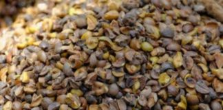 ‘साल’ से बदलेगा ग्रामीणों का हाल: छत्तीसगढ़ में अब तक 1.49 लाख क्विंटल साल बीज संग्रहित, 2.13 लाख क्विंटल संग्रहण का लक्ष्य