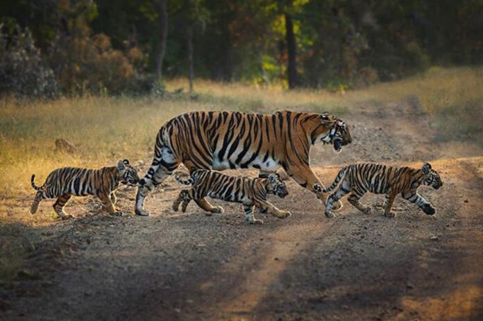 Tiger_ReserveA_92_1.jpg
