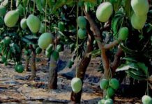 लीफ वेबर-गाल मिज से घट सकता है आम उत्पादन, नियमित निगरानी और छंटाई जरूरी