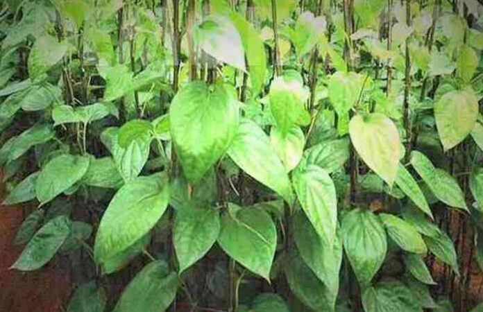 Chhattisgarh_News_02-1-1.jpg