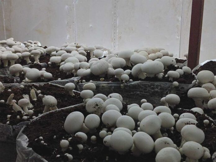 Mashroom_03.jpg